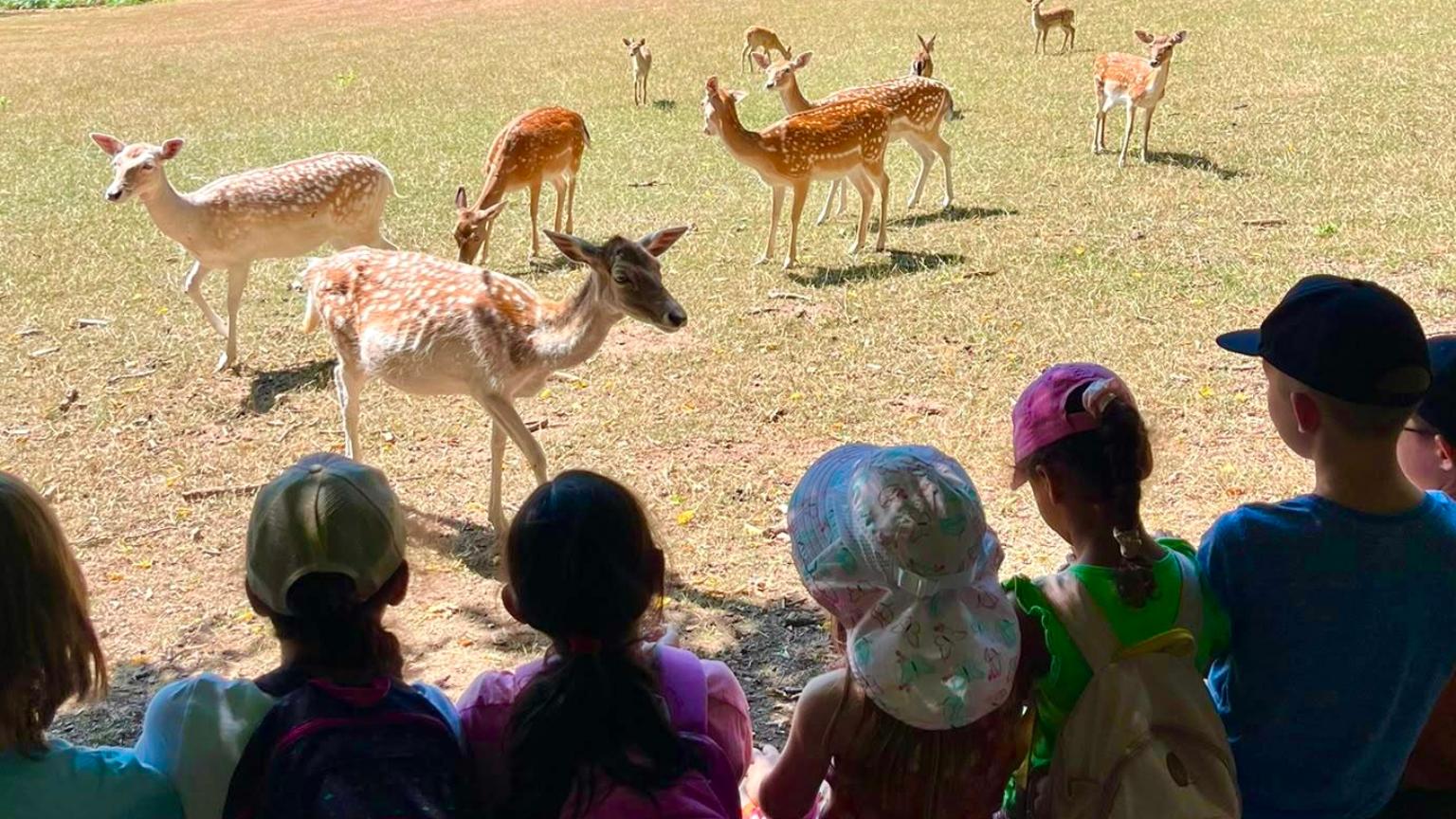 Kinder betrachten Damwild